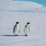 Zwei Kaiserpinguine stehen auf dem Eis
