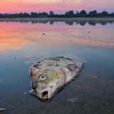 Ein toter Blei liegt am frühen Morgen im flachen Wasser vom deutsch-polnischen Grenzfluss Oder