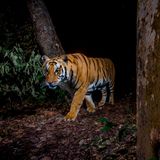 Ein Tiger steht im Bardia-Nationalpark, Nepal