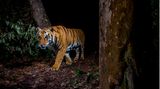 Ein Tiger steht im Bardia-Nationalpark, Nepal