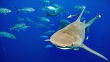 Ein Zitronenhai schwimmt gefolgt von Fischen auf eine Gruppe von Tauchern zu, die eine Köderbox haben