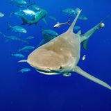 Ein Zitronenhai schwimmt gefolgt von Fischen auf eine Gruppe von Tauchern zu, die eine Köderbox haben