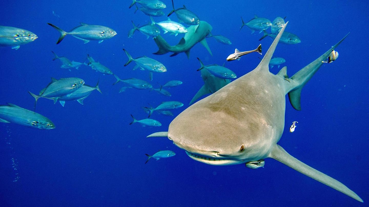 Ein Zitronenhai schwimmt gefolgt von Fischen auf eine Gruppe von Tauchern zu, die eine Köderbox haben Ein Zitronenhai schwimmt gefolgt von Fischen auf eine Gruppe von Tauchern zu, die eine Köderbox haben