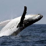 Ein Buckelwal springt vor der Küste aus dem Wasser