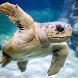 Die Unechte Karettschildkröte "Poldi" schwimmt durch ein Wasserbecken im Aquarium Wilhelmshaven