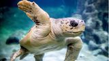 Die Unechte Karettschildkröte "Poldi" schwimmt durch ein Wasserbecken im Aquarium Wilhelmshaven