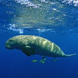 Foto eines Dugongs, der im Wasser schwimmt