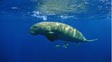 Foto eines Dugongs, der im Wasser schwimmt