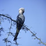 Ein Spix-Ara in Brasilien