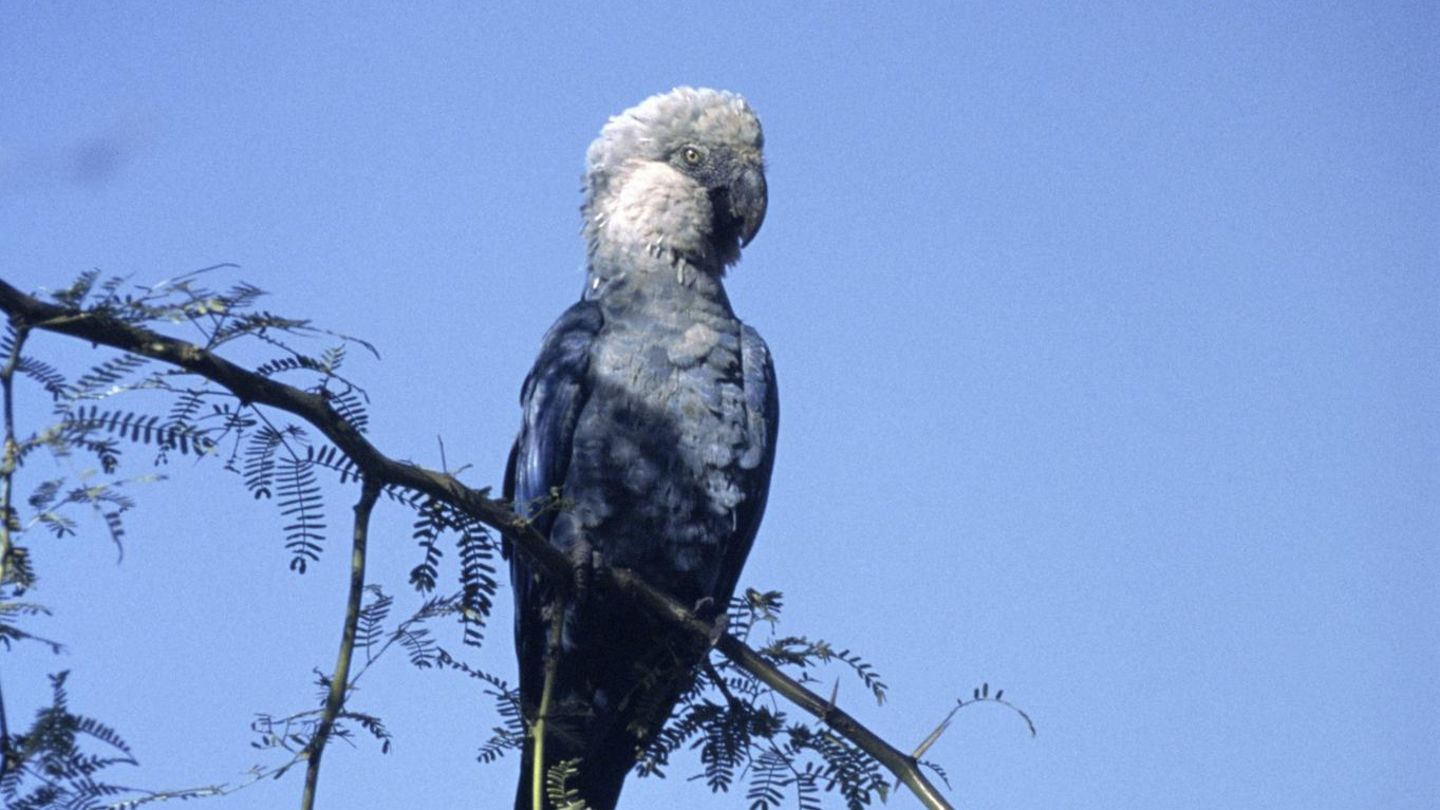 Ein Spix-Ara in Brasilien Ein Spix-Ara in Brasilien