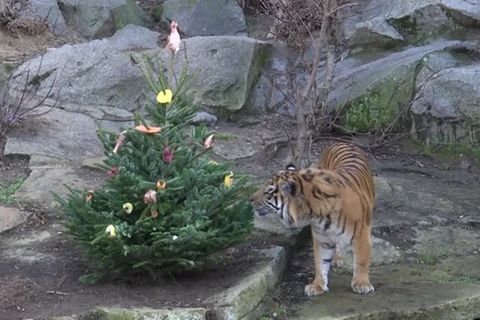 Video: Putenkeule statt Lametta