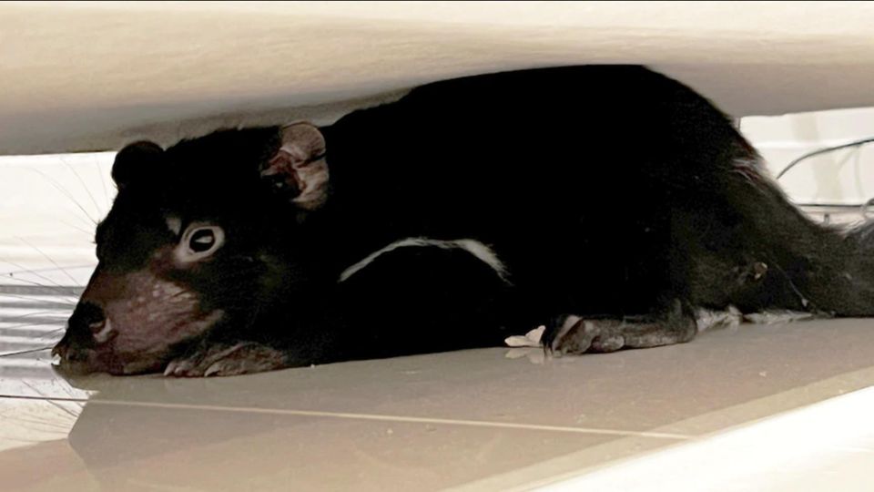 Der Tasmanische Teufel, den die Familie in ihrem Haus entdeckte