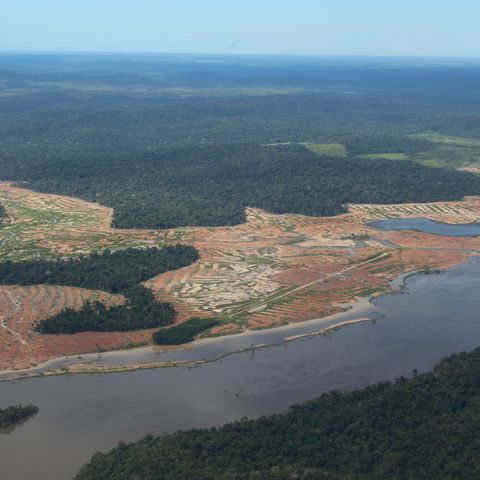Regenwald Amazonas