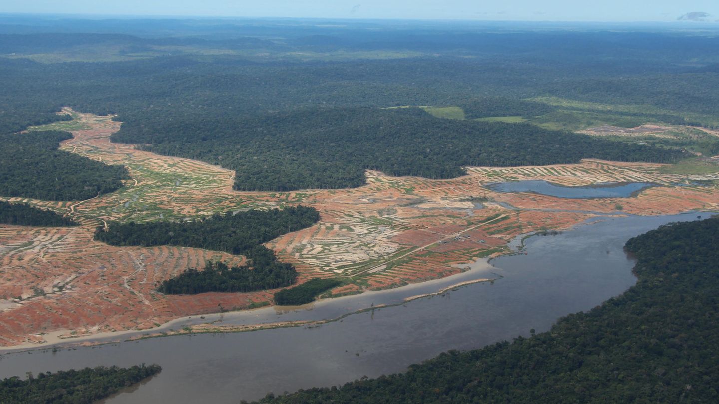 Regenwald Amazonas
