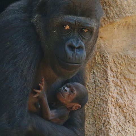 Ein Gorilla mit Jungtier (Symbolbild). 