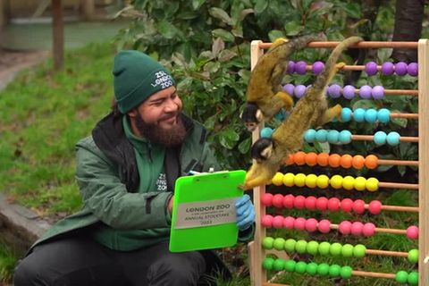 Video: Inventur im Londoner Zoo