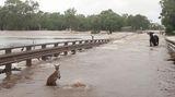 Kimberly, Australien. Ein Känguru und eine Kuh stehen im Hochwasser. Nach extrem heftigen Regenfällen sind mehrere Ortschaften in der Region komplett überschwemmt. Besonders schlimm betroffen ist die Gemeinde Fitzroy Crossing, die mittlerweile von der Außenwelt abgeschnitten ist. Den Notdiensten zufolge könnte es eine Woche dauern, bis der Ort wieder auf dem Landweg zugänglich ist. 