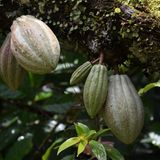 Lindt Home of Chocolate