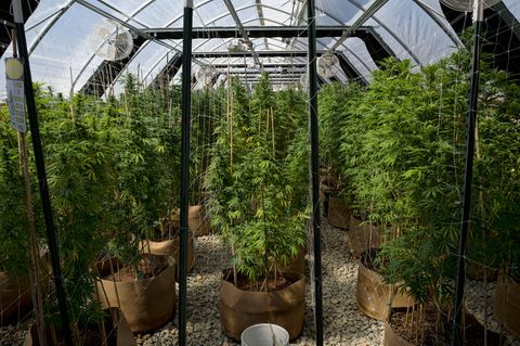 2016 stimmten die Wähler dafür, Weed in Kalifornien zu legalisieren. Doch die Hoffnungen der Bauern haben sich nicht erfüllt.
