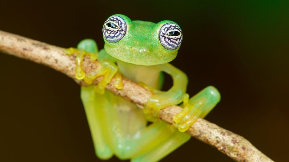 Video: So macht sich der Glasfrosch beim Schlafen fast unsichtbar