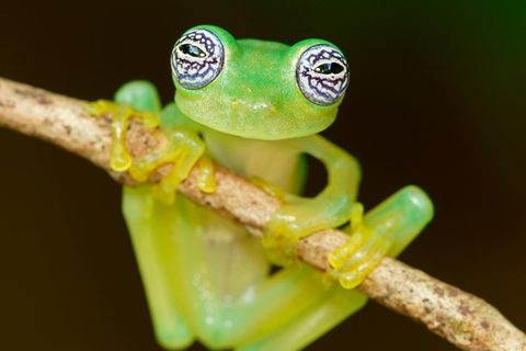 Video: So macht sich der Glasfrosch beim Schlafen fast unsichtbar