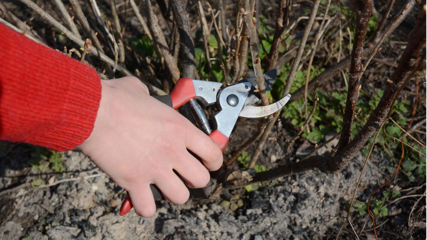 Gartenscheren im Vergleich: Frau schneidet Johannisbeerstrauch mit einer Bypass-Schere