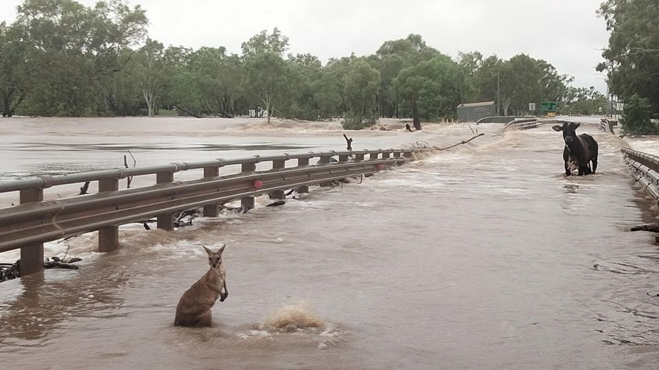 Tiere stehen in den Fluten in Australien