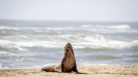 Eine Robbe am Strand von Namibia