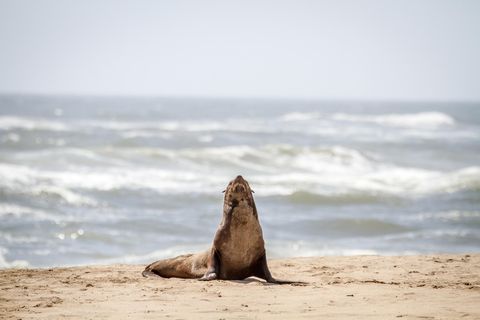 Eine Robbe am Strand von Namibia