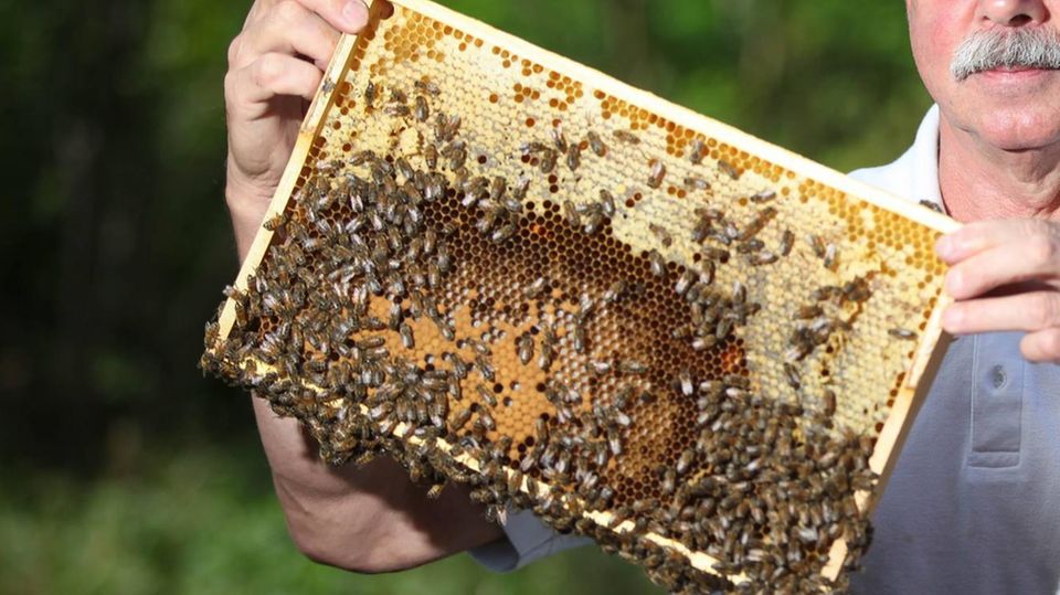 Bienen Impfung amerikanische Faulbrut Imker hält mit amerikanischer Faulbrut infizierte Bienen hoch