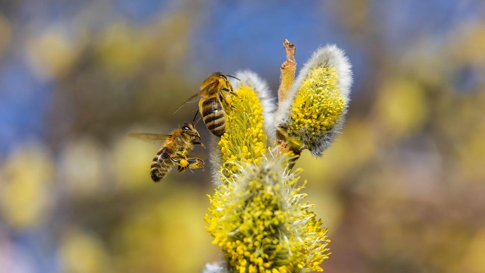 Bienen Pflanze Impfung Wildbienen fliegen die Blüten der Weide an
