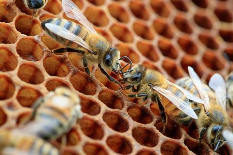 Zwei Bienen krabbel nüber Waben