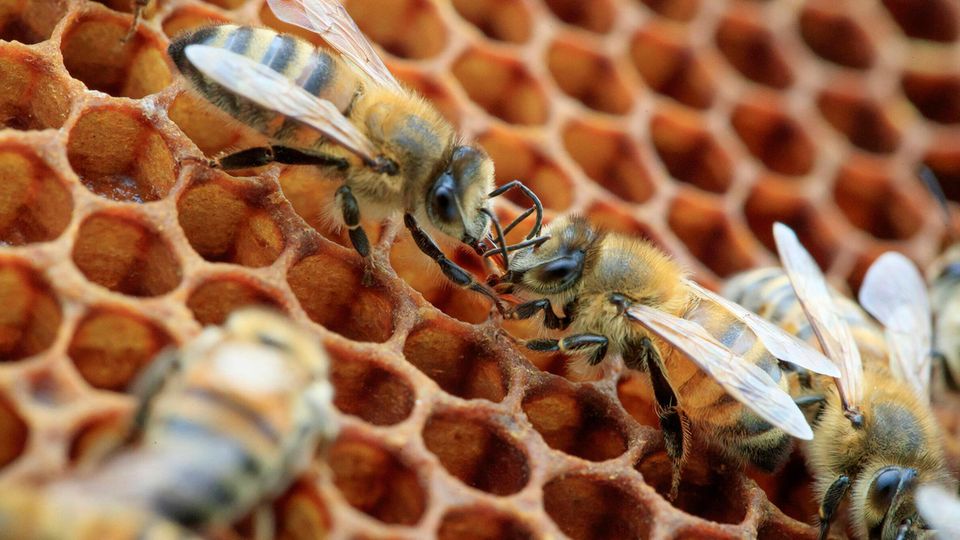Zwei Bienen krabbel nüber Waben