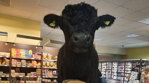 Ein ausgestopftes Rind im Supermarkt: Darüber waren viele Kunden nicht begeistert.