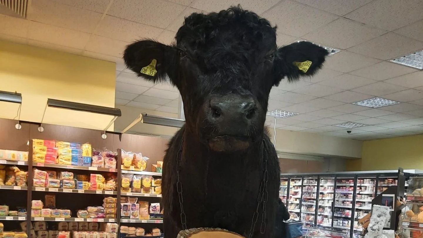 Ein ausgestopftes Rind im Supermarkt: Darüber waren viele Kunden nicht begeistert.
