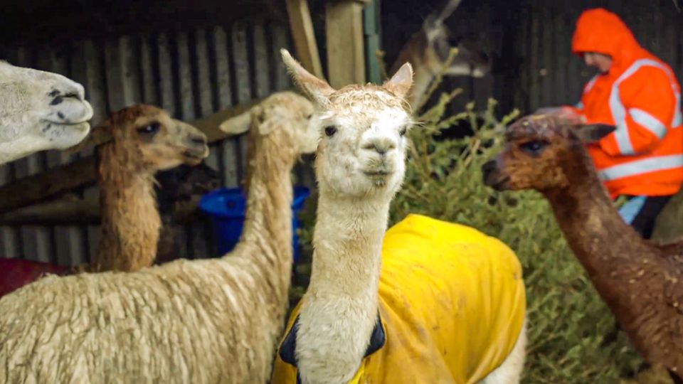 Alpakas und Lamas essen Tannen Alpakas und Lamas essen Tannen