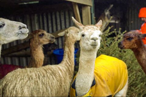 Alpakas und Lamas essen Tannen