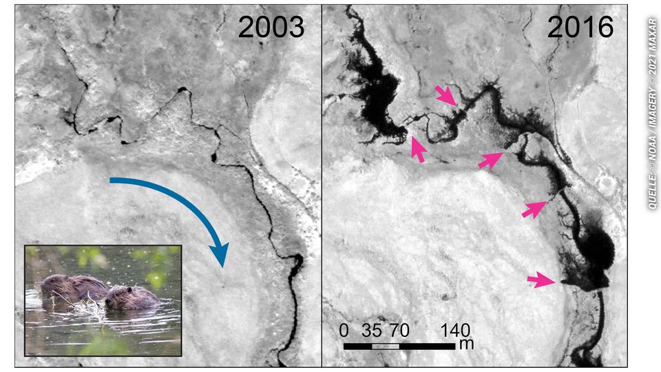 Aus dem Weltall zu erkennen: Biber verändern die Landschaft der Arktis