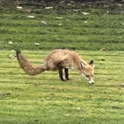Perfekte Balance: Dieser Fuchs kommt auch mit zwei Beinen gut zurecht.