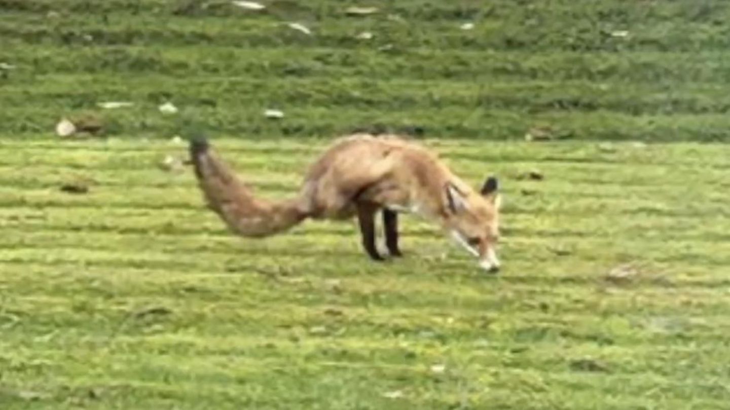 England: Familie filmt Fuchs mit zwei Beinen in ihrem Garten