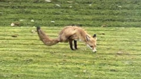 Perfekte Balance: Dieser Fuchs kommt auch mit zwei Beinen gut zurecht.