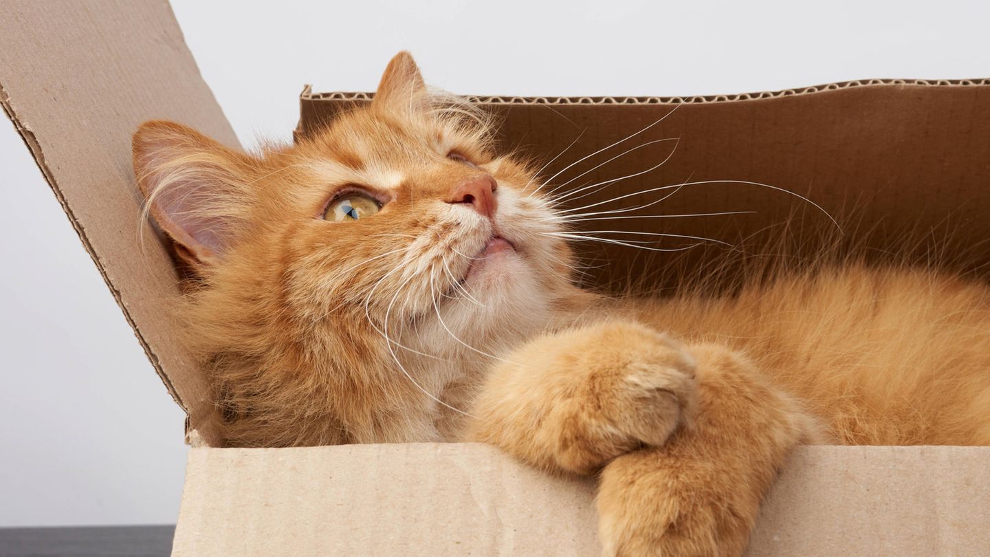 Katze Karton