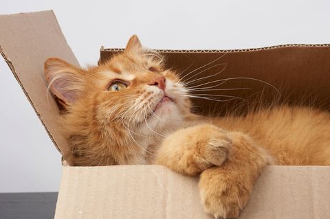 Katze Karton