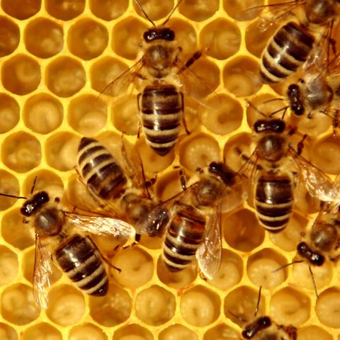 Hier lauert die Gefahr: Bienen auf dem Weg in den Bienenstock.