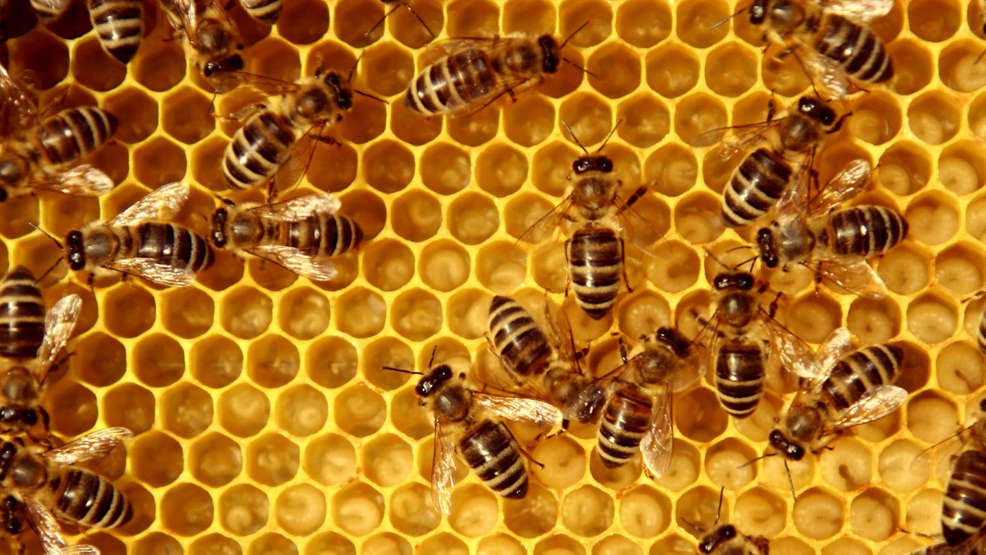 Hier lauert die Gefahr: Bienen auf dem Weg in den Bienenstock.