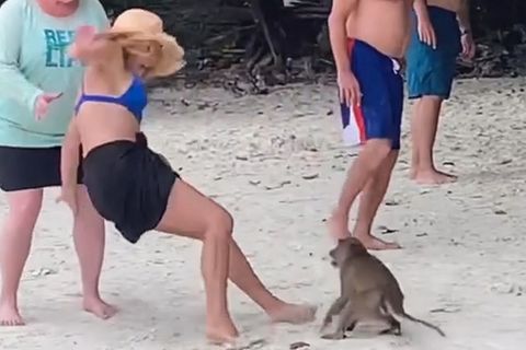 Thailand: Touristin provoziert Affen und bekommt prompt die Quittung