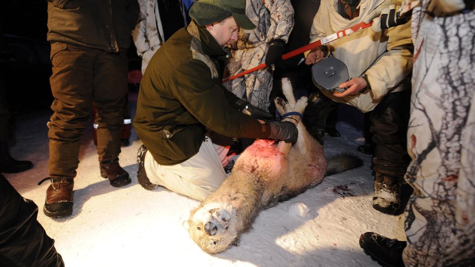 Ein toter Wolf wird nach der Wolfsjagd in Schweden im Jahr 2010 vermessen