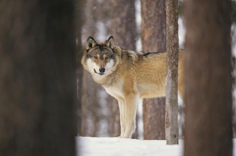 Ein Wolf (Canis lupus) in einem Wald in Västerbotten, Schweden