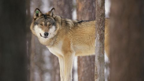 Ein Wolf (Canis lupus) in einem Wald in Västerbotten, Schweden