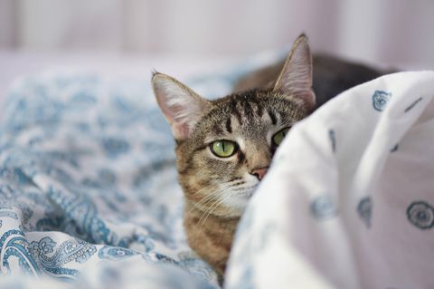 Eine Katze in einem Bett
